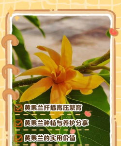 黄桷兰繁殖有哪些办法