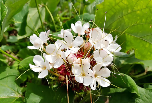 山药的花叫什么