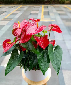 小众送妈妈的花有哪些花