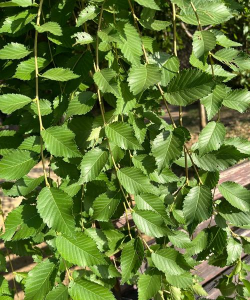 小众送妈妈的花有哪些花