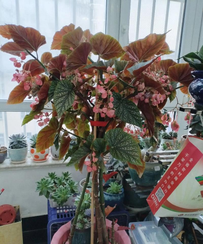 小众送妈妈的花有哪些花