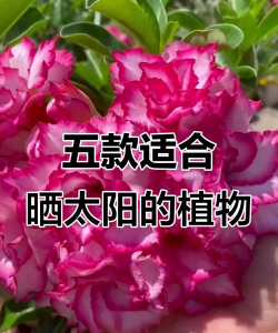 小众送妈妈的花有哪些花