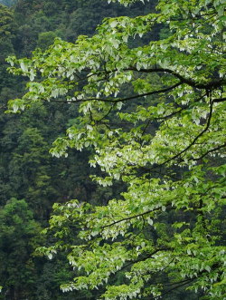 四川有哪些名贵树种