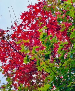 小众送妈妈的花有哪些花