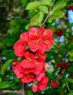 小众送妈妈的花有哪些花