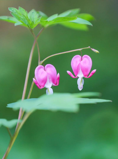 小众送妈妈的花有哪些花