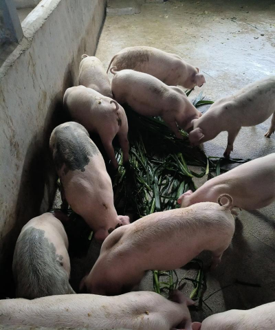 小众送妈妈的花有哪些花