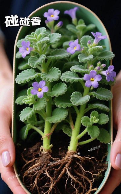 小众送妈妈的花有哪些花