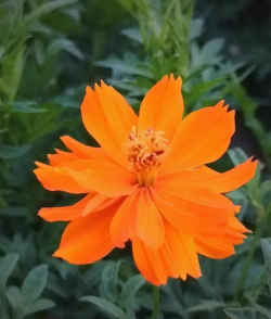 黄秋英的养殖方法及注意事项