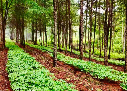 小众送妈妈的花有哪些花