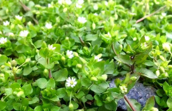 小众送妈妈的花有哪些花