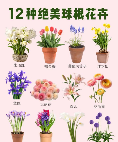 小众送妈妈的花有哪些花