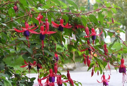 小众送妈妈的花有哪些花