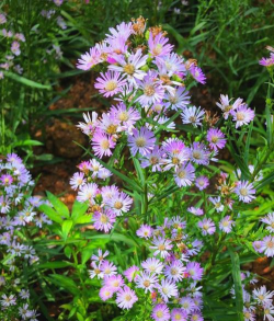 小众送妈妈的花有哪些花