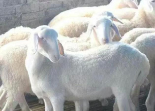 小众送妈妈的花有哪些花