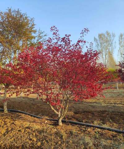 红枫栽植什么地方