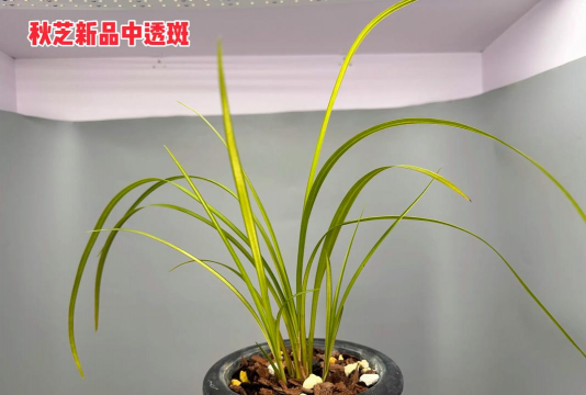 秋天种什么兰花好 秋天种什么兰花好