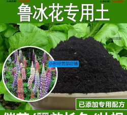 小众送妈妈的花有哪些花