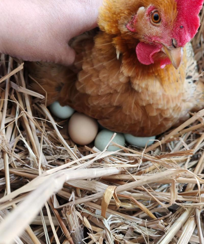 小众送妈妈的花有哪些花