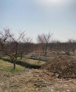 小众送妈妈的花有哪些花