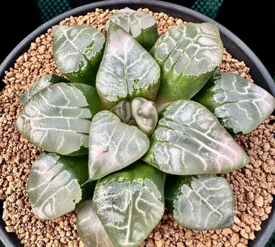 小众送妈妈的花有哪些花