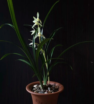 小众送妈妈的花有哪些花