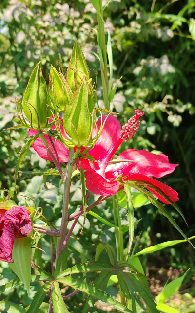 锦葵科草本植物有哪些