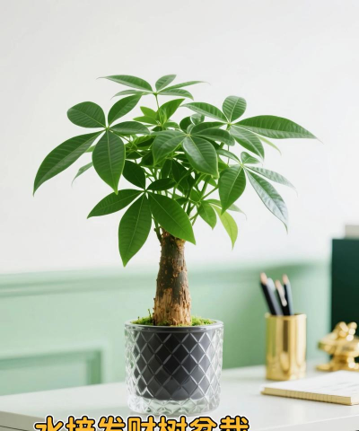 小众送妈妈的花有哪些花