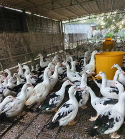 小众送妈妈的花有哪些花