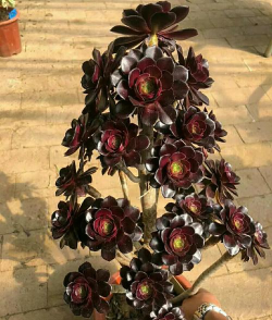 小众送妈妈的花有哪些花