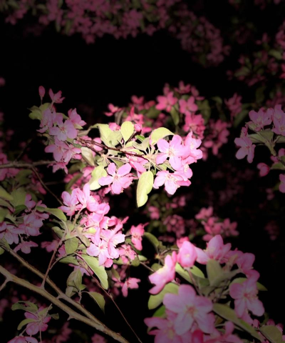 小众送妈妈的花有哪些花