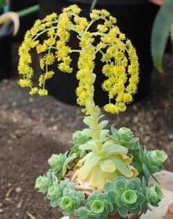 小众送妈妈的花有哪些花