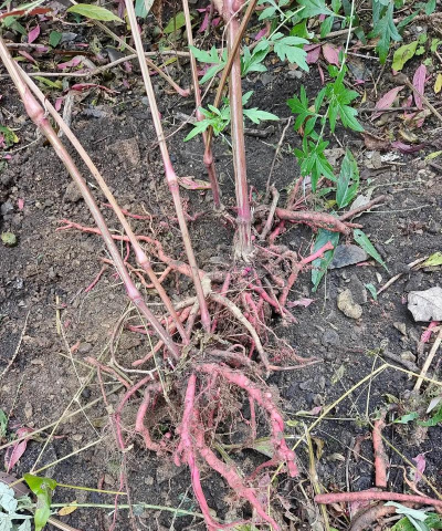 小众送妈妈的花有哪些花