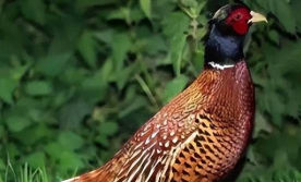 小众送妈妈的花有哪些花