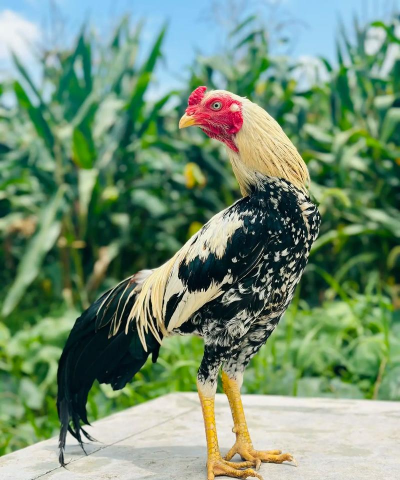 小众送妈妈的花有哪些花