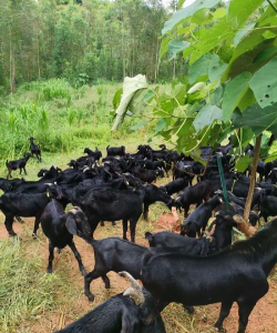 小众送妈妈的花有哪些花