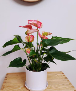 小众送妈妈的花有哪些花