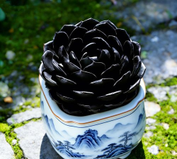 小众送妈妈的花有哪些花