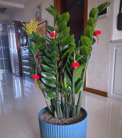 小众送妈妈的花有哪些花