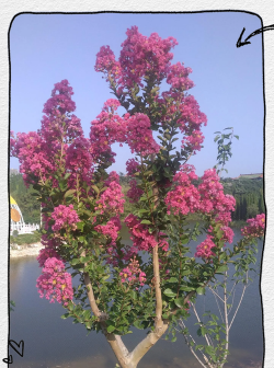 小众送妈妈的花有哪些花