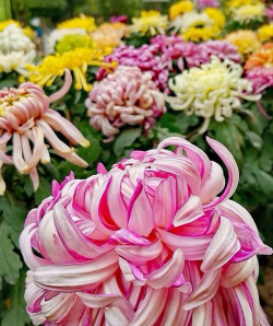 红颜色的菊花有哪些品种