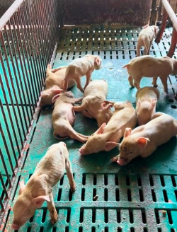 小众送妈妈的花有哪些花