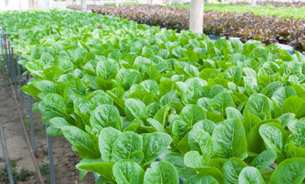 小众送妈妈的花有哪些花