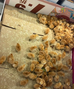 小众送妈妈的花有哪些花