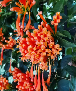 小众送妈妈的花有哪些花