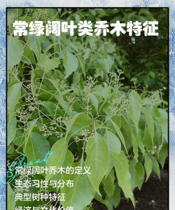 常绿阔叶树种有哪些