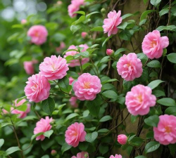 小众送妈妈的花有哪些花