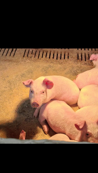 小众送妈妈的花有哪些花