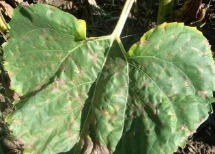 小众送妈妈的花有哪些花