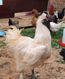 乌鸡什么品种好